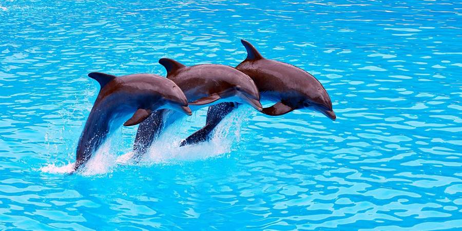 Meet the Ocean’s Gentle Healers – Dolphin Therapy in Side